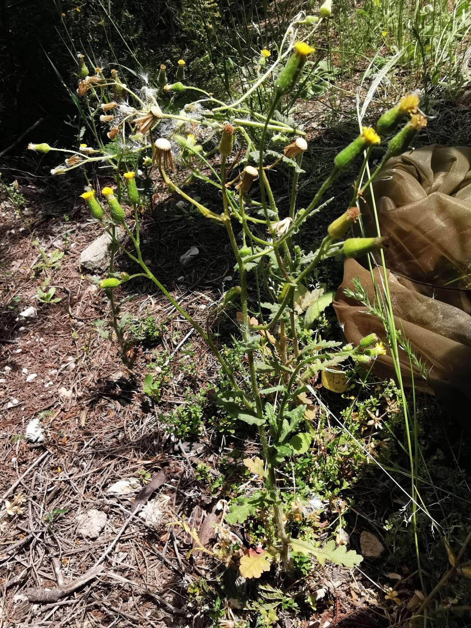 Image of Senecio lividus L.