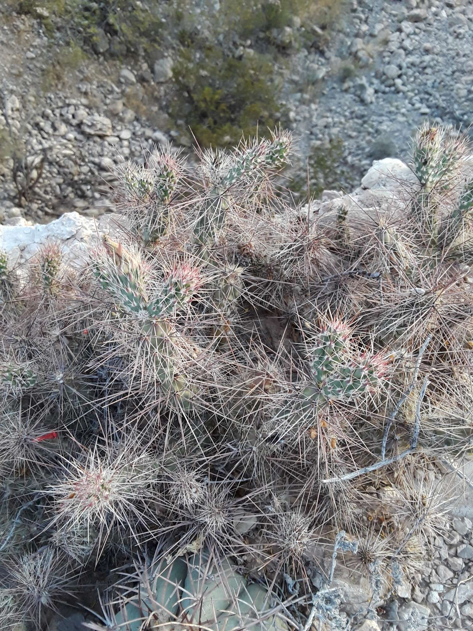 Image of Graham's pricklypear