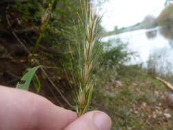 Image of Elymus virginicus var. virginicus