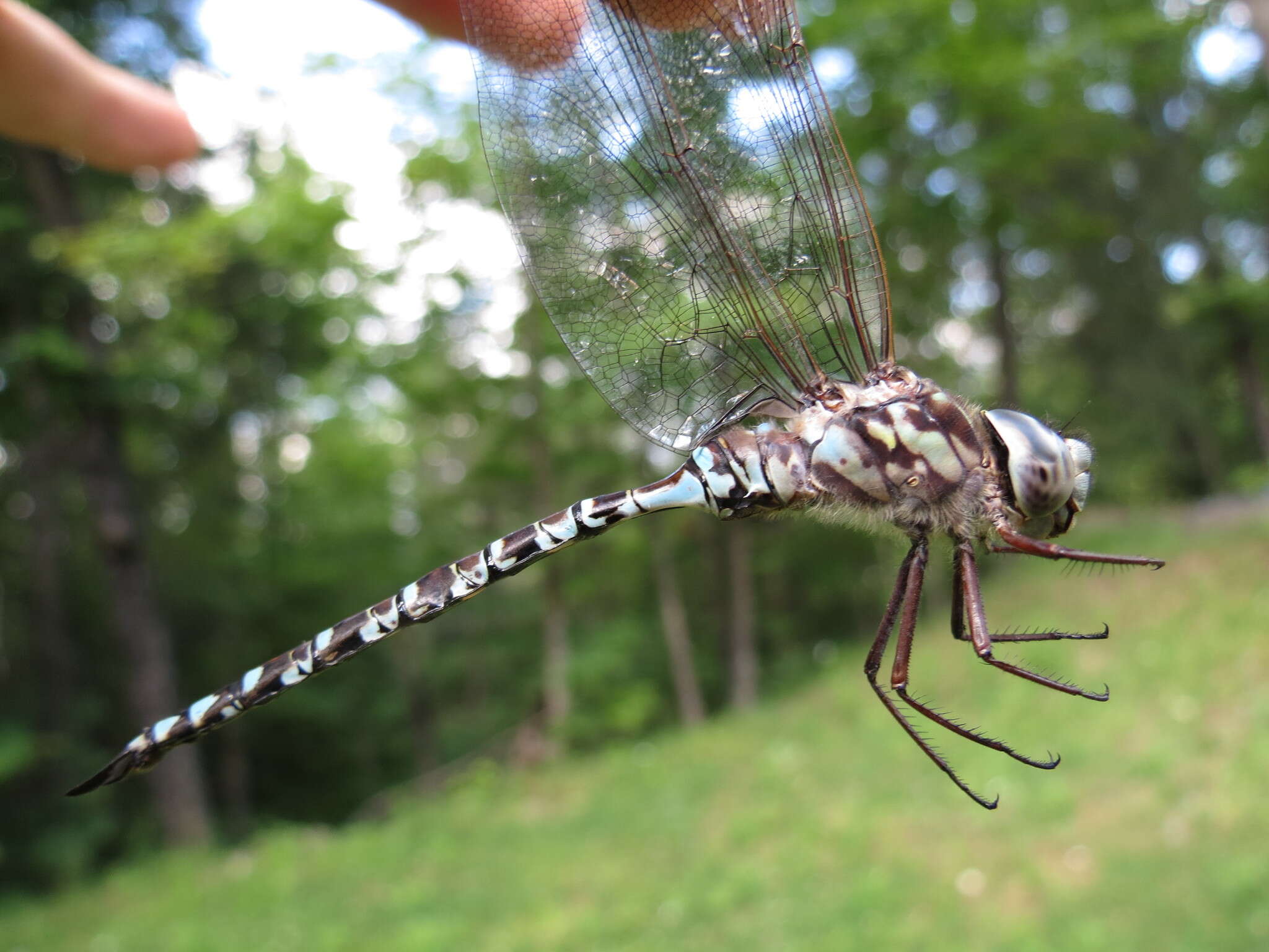 Image of Mottled Darner