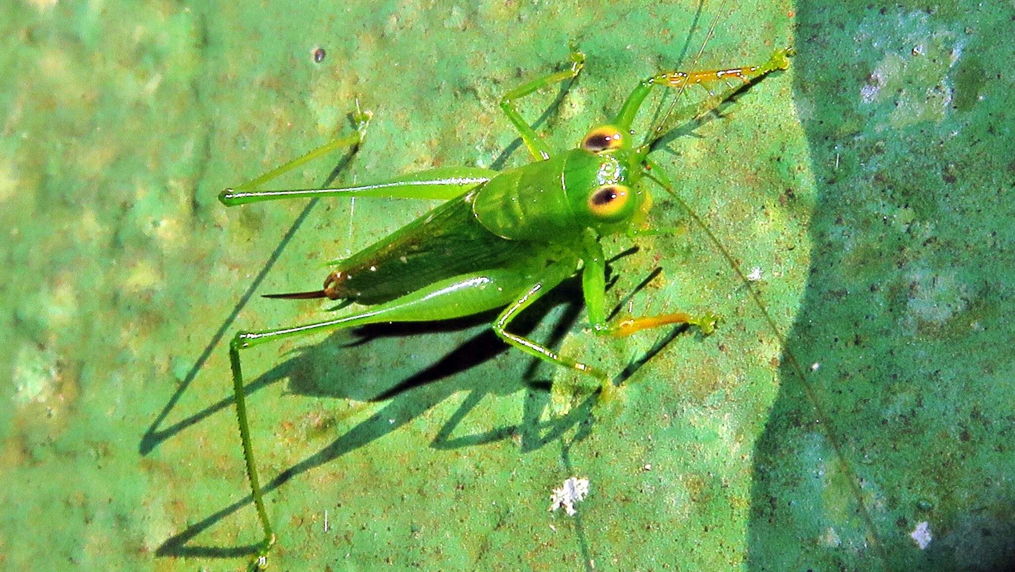 Image of Cephalophlugis cephalotes (Bolívar & I. 1888)