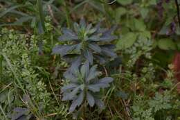 Image of Wood Spurge