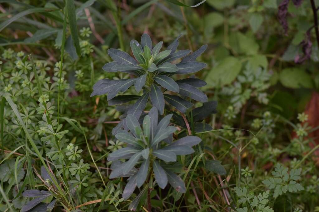 Image of Wood Spurge