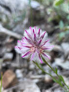 Ptilotus drummondii (Moq.) F. Müll.的圖片