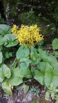 Image of Ligularia amplexicaulis (Wall.) DC.