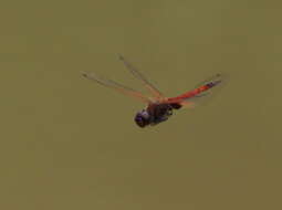 Image of Red Glider Dragonfly