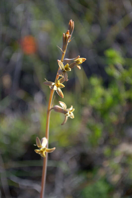 Plancia ëd Dipcadi brevifolium (Thunb.) Fourc.