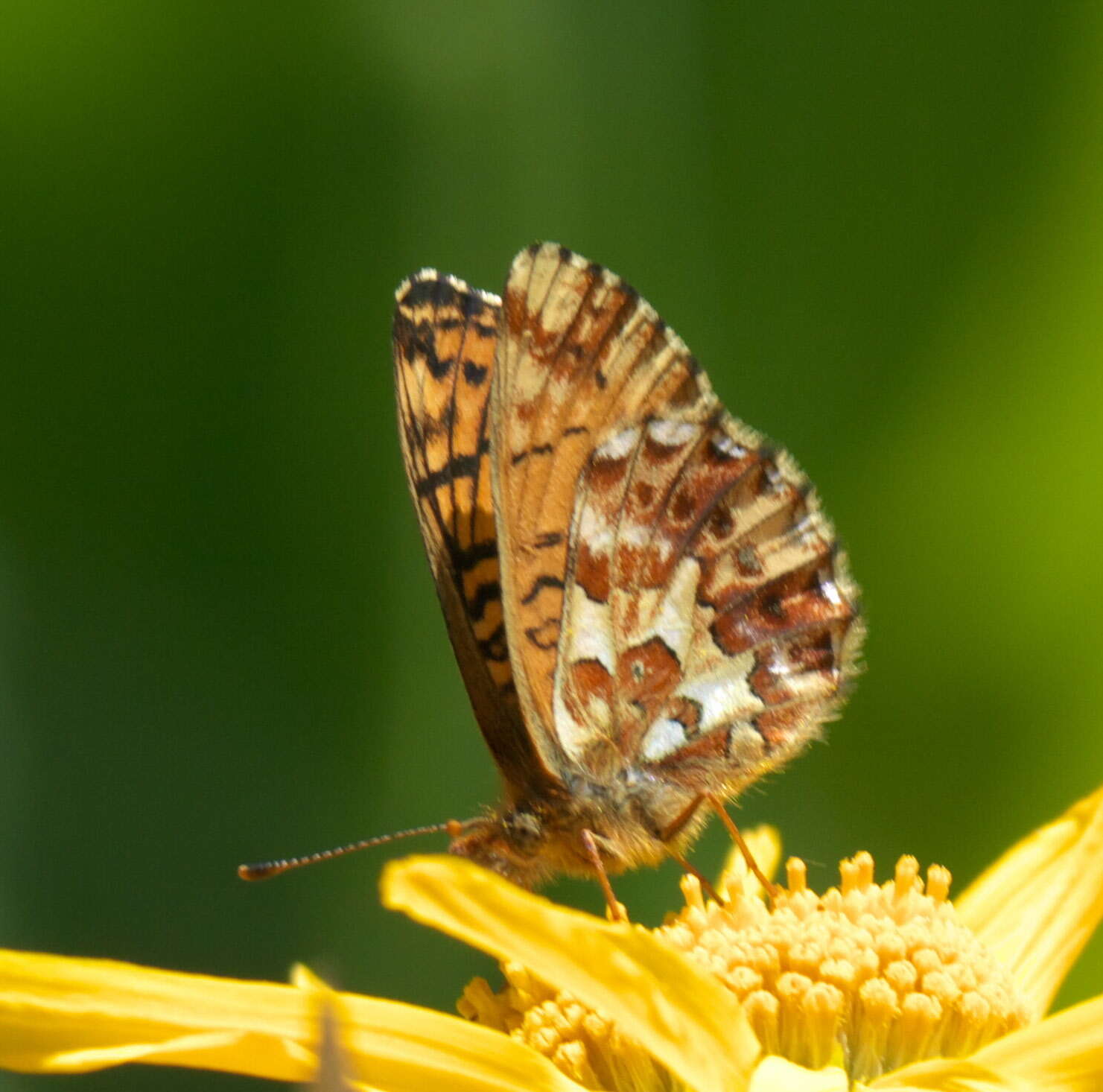 Image of Boloria chariclea helena