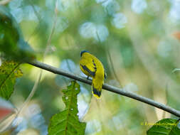 Image of Black-headed Bulbul