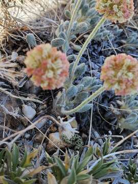 Image of Ruby Mountain buckwheat