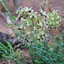 <i>Asclepias <i>crispa</i></i> var. crispa的圖片