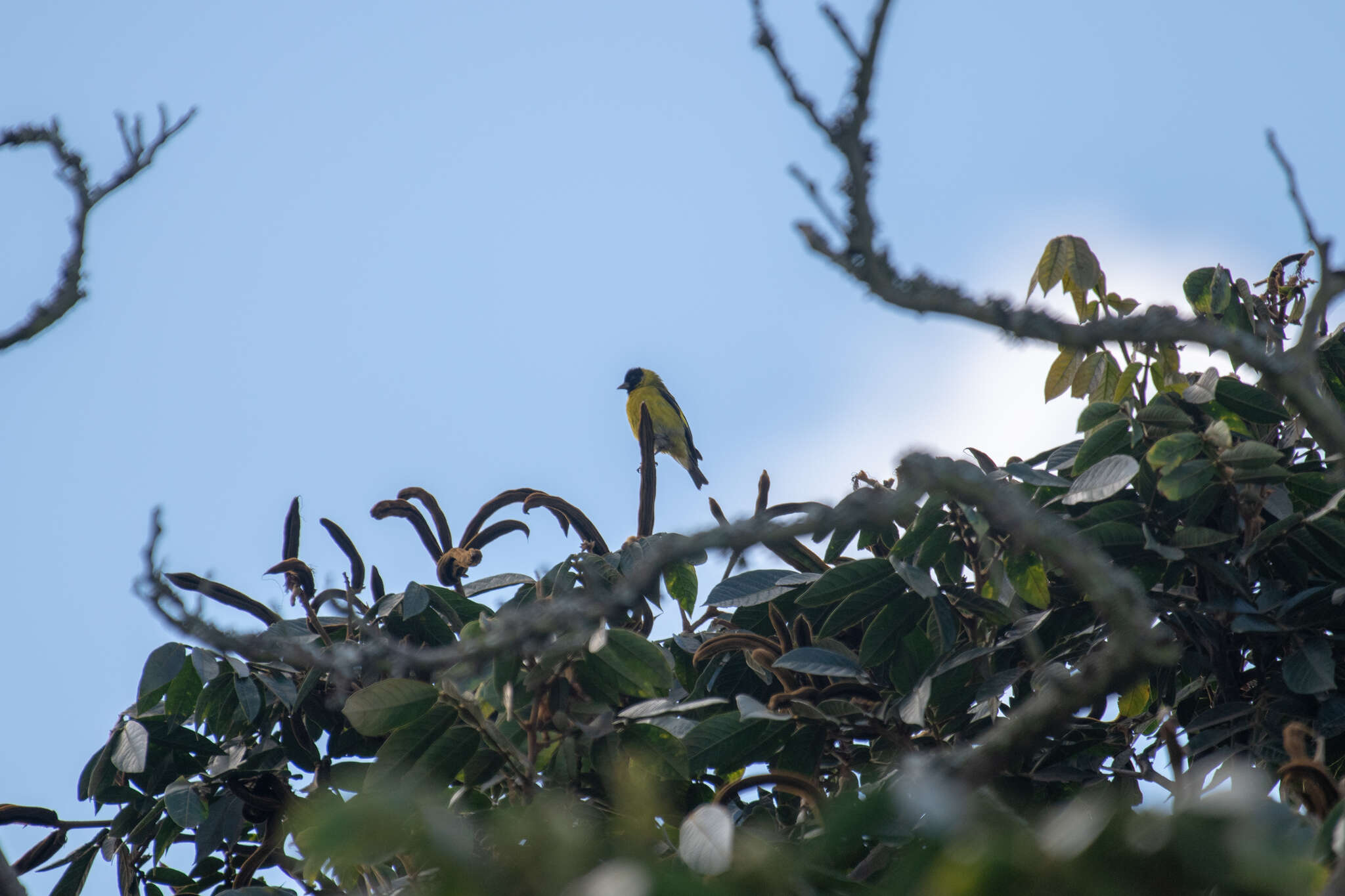 Spinus magellanicus (Vieillot 1805)的圖片