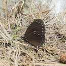 Sivun Euploea tulliolus ledereri Felder 1860 kuva