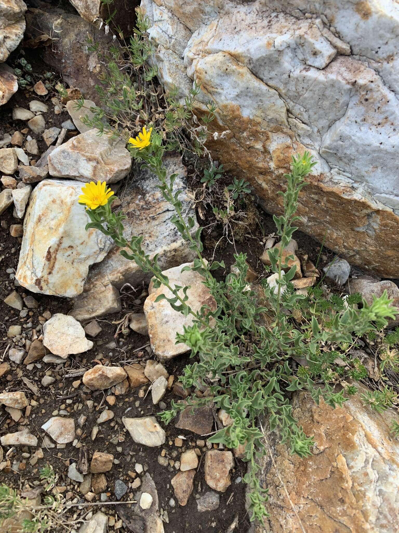 Image of Heterotheca hirsuta (Greene) G. L. Nesom