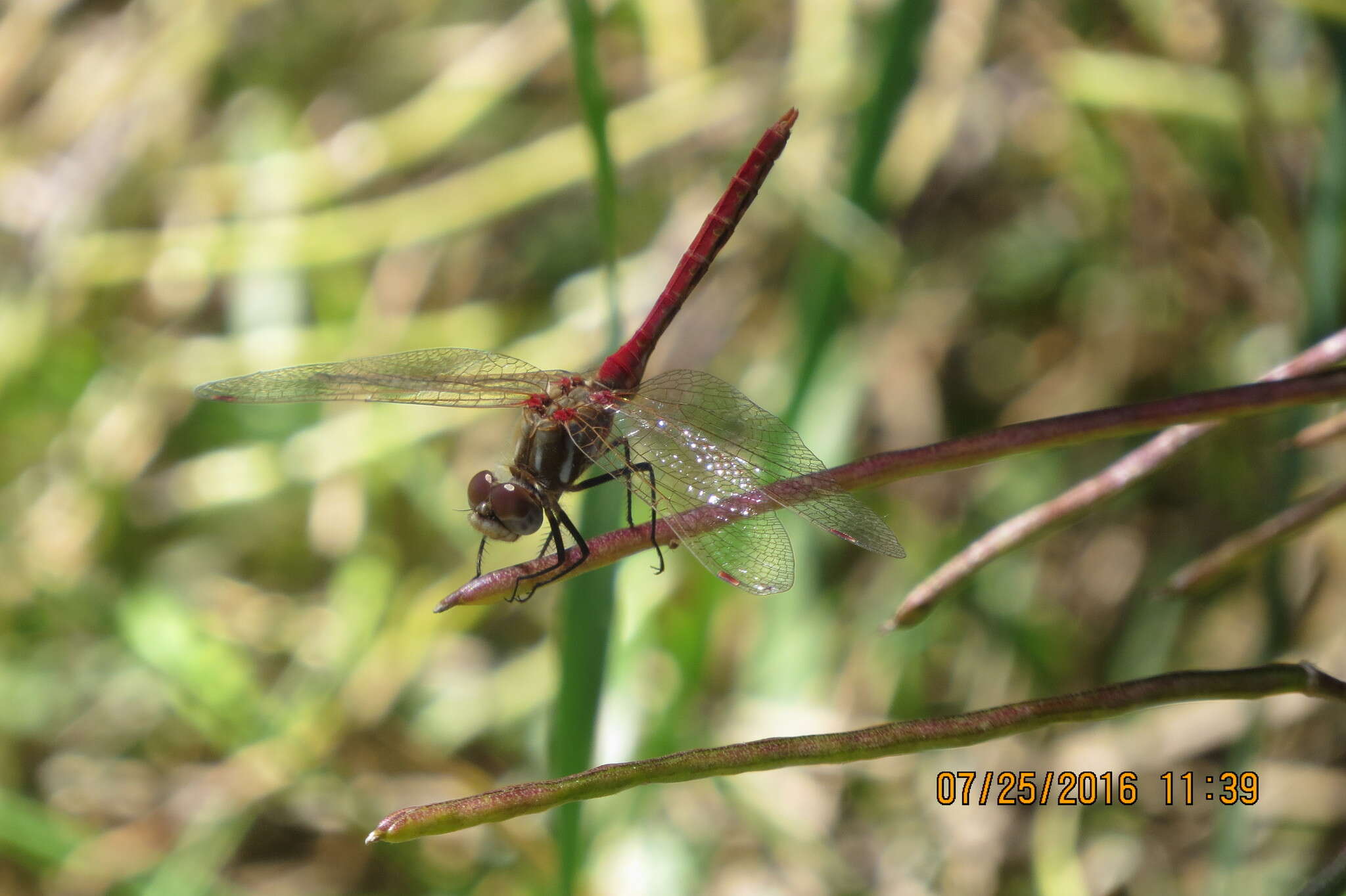 Image of Striped Meadowhawk