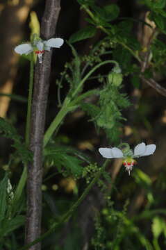 Image of Blumenbachia hieronymi Urb.