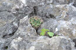 Image of Mammillaria melanocentra subsp. melanocentra