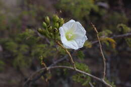 Imagem de Ipomoea pseudoracemosa G. D. Mc Pherson