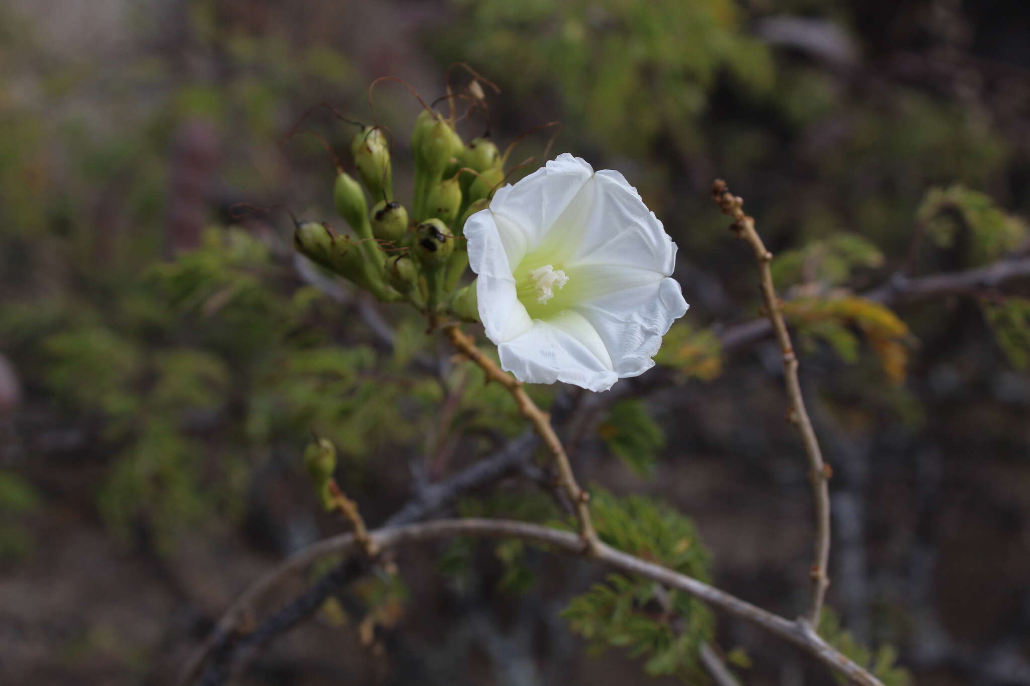 Image of Ipomoea pseudoracemosa G. D. Mc Pherson