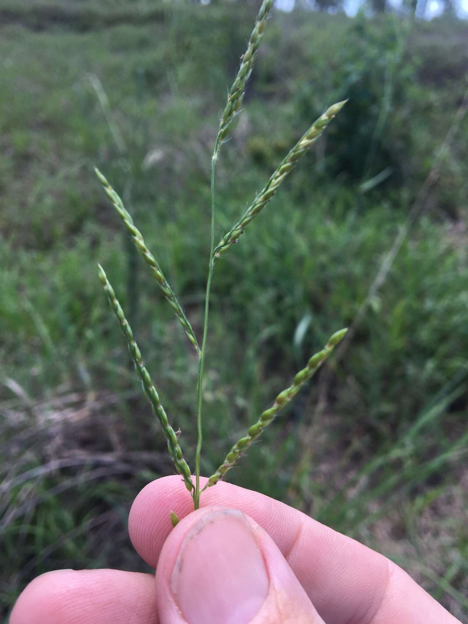 Sivun Eriochloa pseudoacrotricha (Stapf ex Thell.) J. M. Black kuva