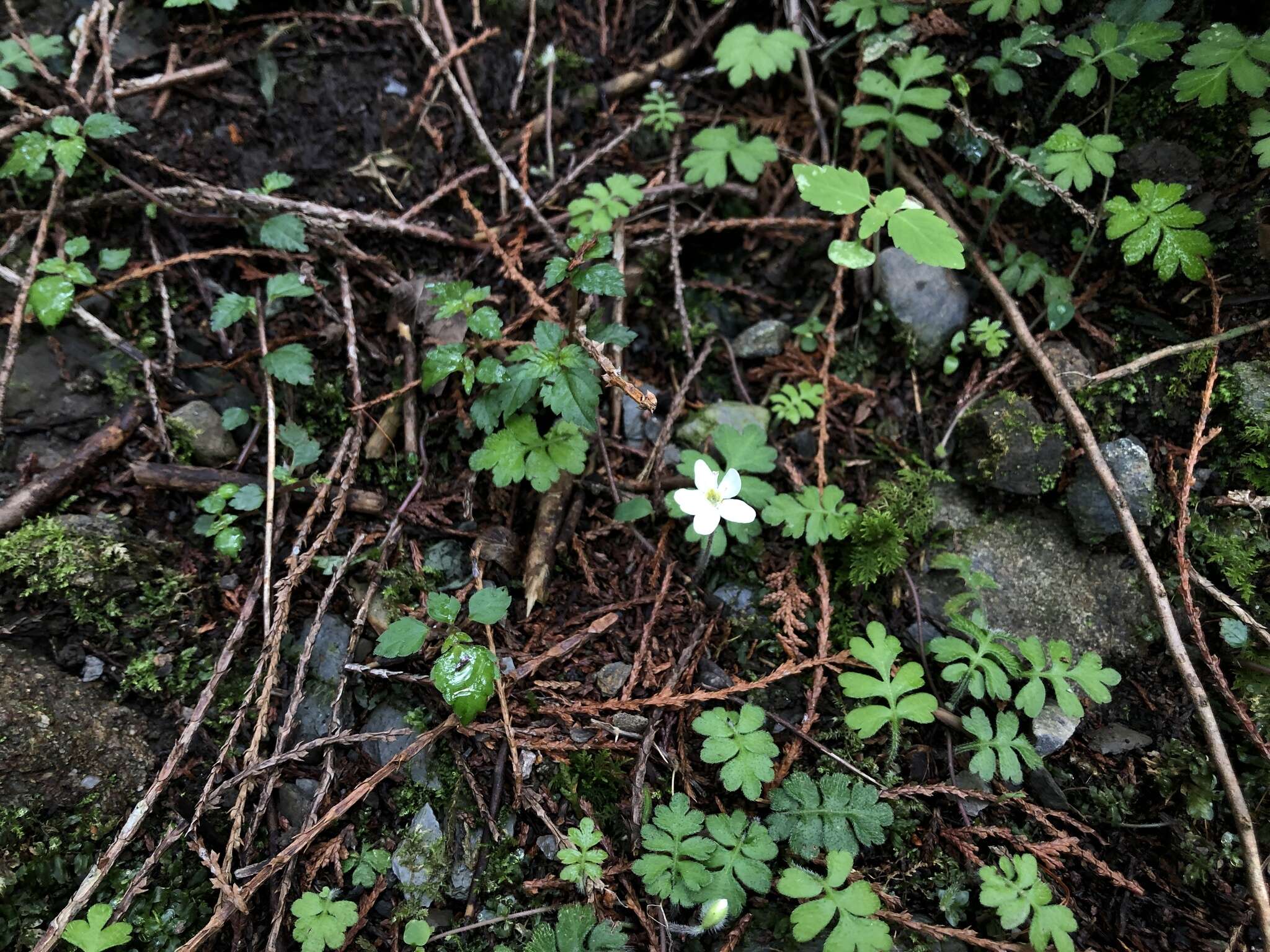 Image of Nubelaria arisanensis