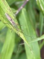 Imagem de Leptocorisa chinensis Dallas 1852