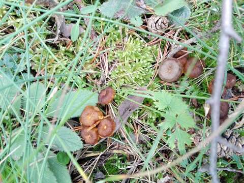 Image of Craterellus lutescens (Fr.) Fr. 1838