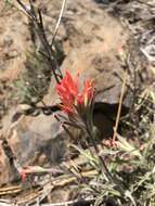 Image of Peck's Indian paintbrush