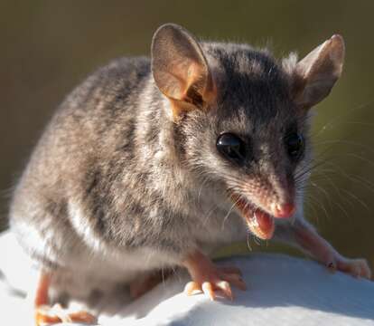 Image of Elegant Fat-tailed Mouse Opossum