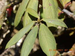 صورة Rhododendron argipeplum I. B. Balf. & R. E. Cooper