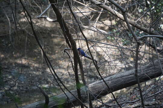 Image of Shining-blue Kingfisher