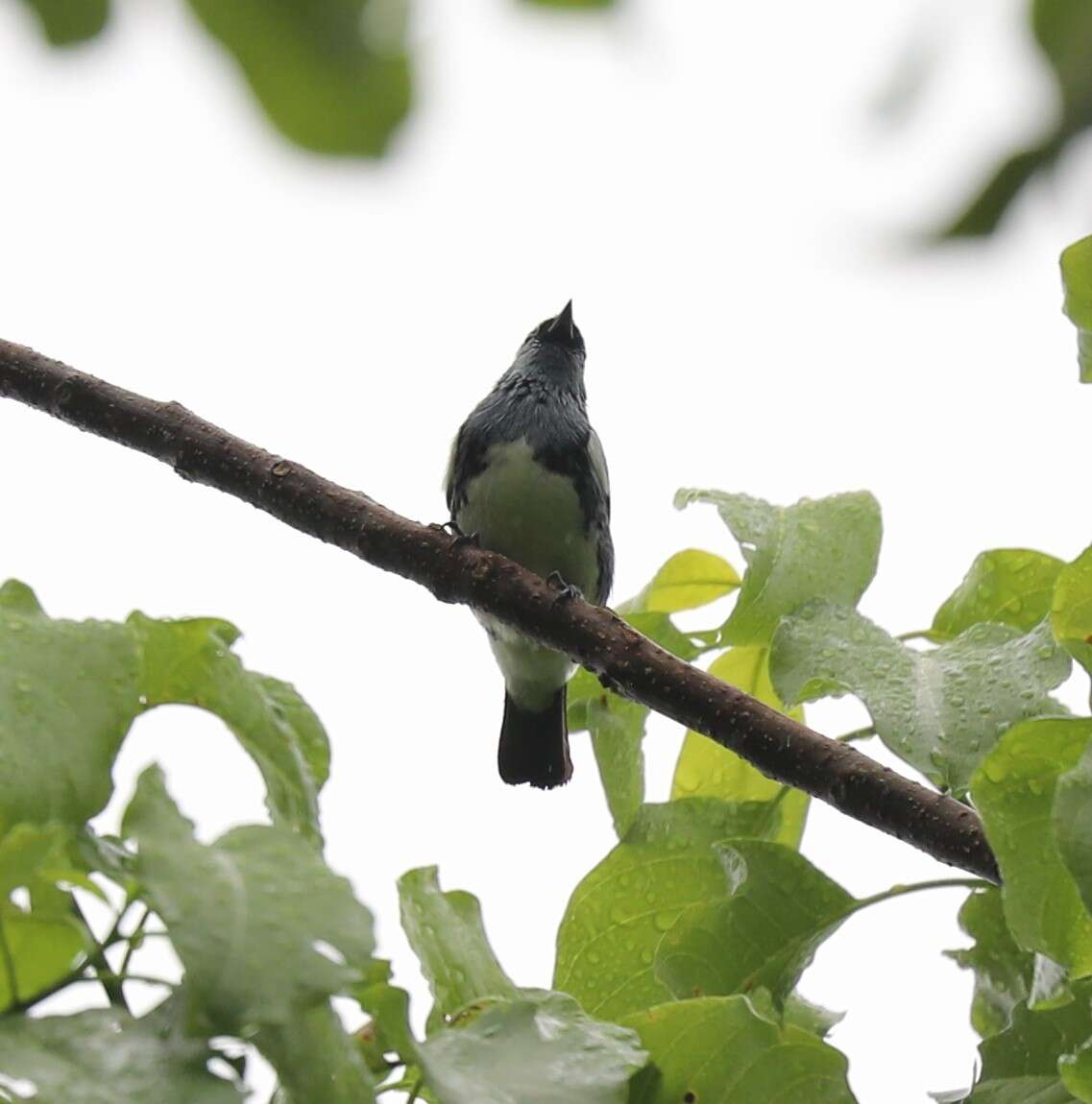 Image of Tangara mexicana brasiliensis (Linnaeus 1766)