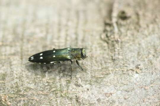 Image of Agrilus decoloratus Kerremans 1892