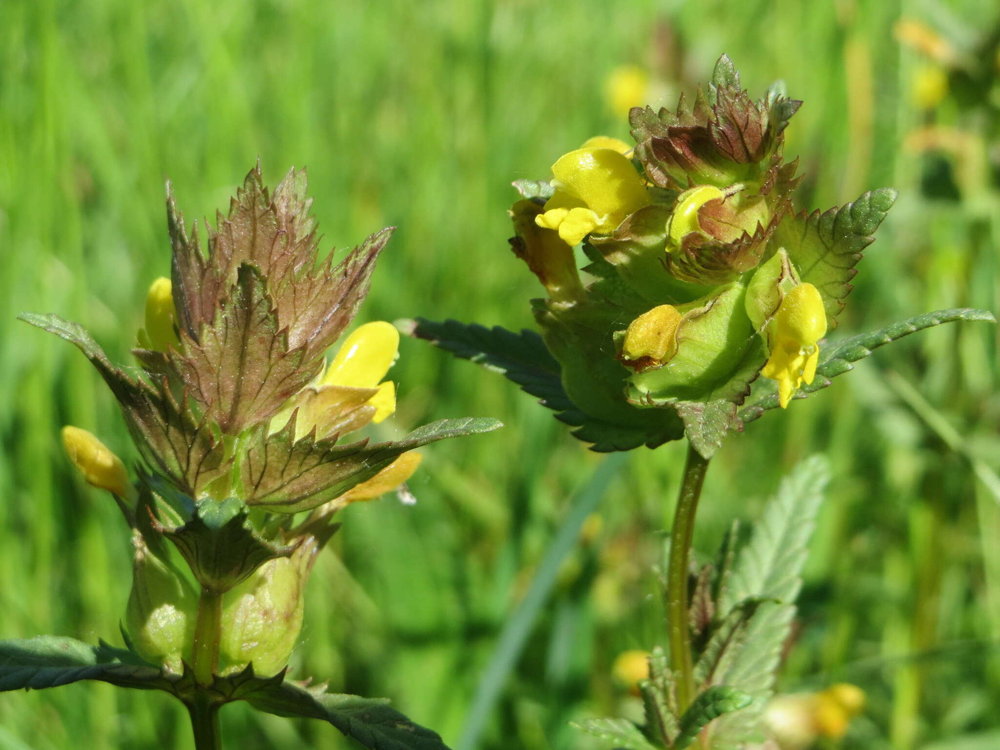 Image of Yellow rattle