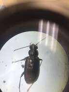 Bembidion (Ochthedromus) bifossulatum (Le Conte 1852)的圖片