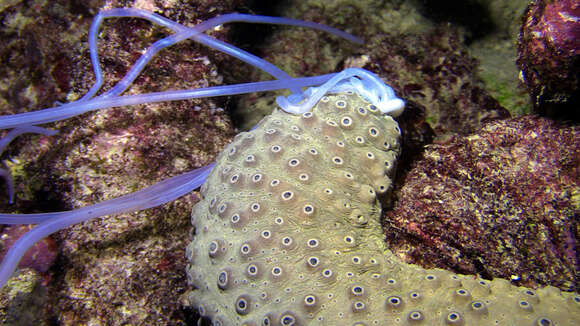 Image of Holothuria (Theelothuria) turriscelsa Cherbonnier 1980