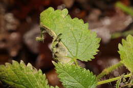 Image of Agromyza anthracina Meigen 1830