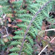 Image of golden lipfern