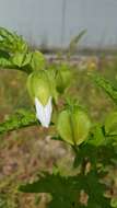 Image of nicandra