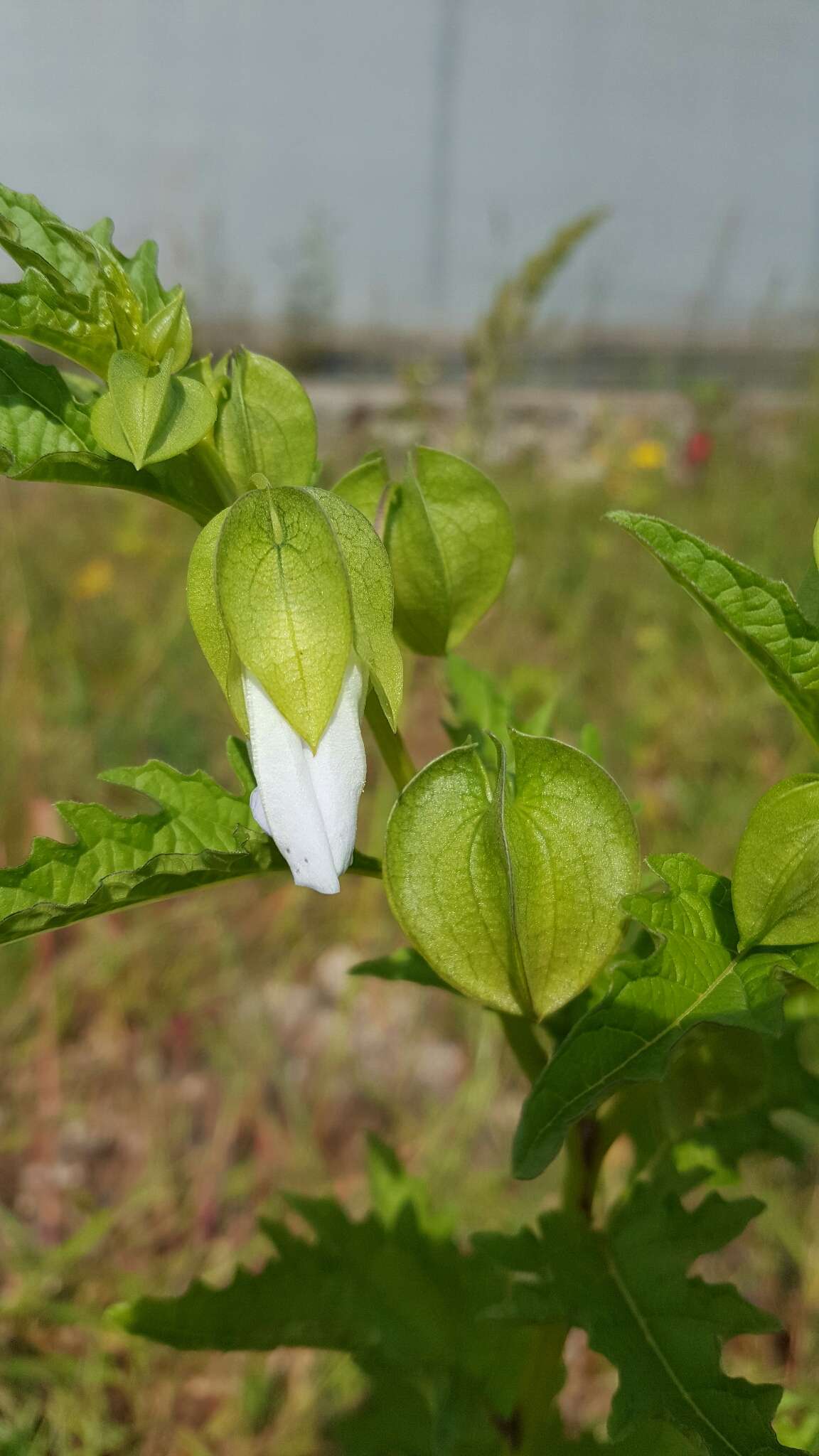 Image of nicandra