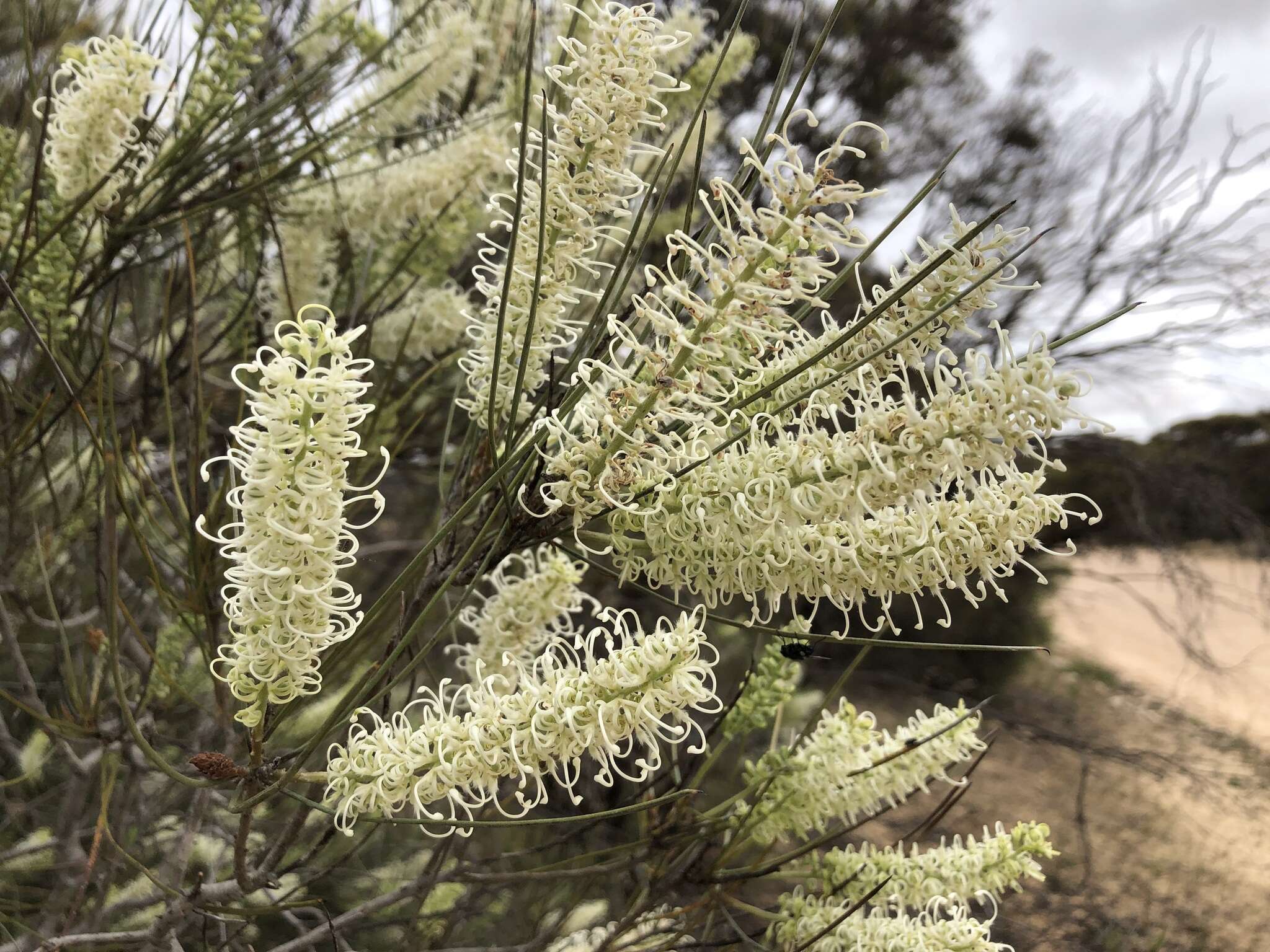 Image of Grevillea pterosperma F. Müll.