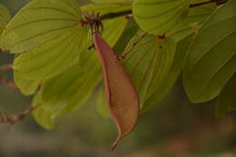 Image of Bauhinia phoenicea Wight & Arn.