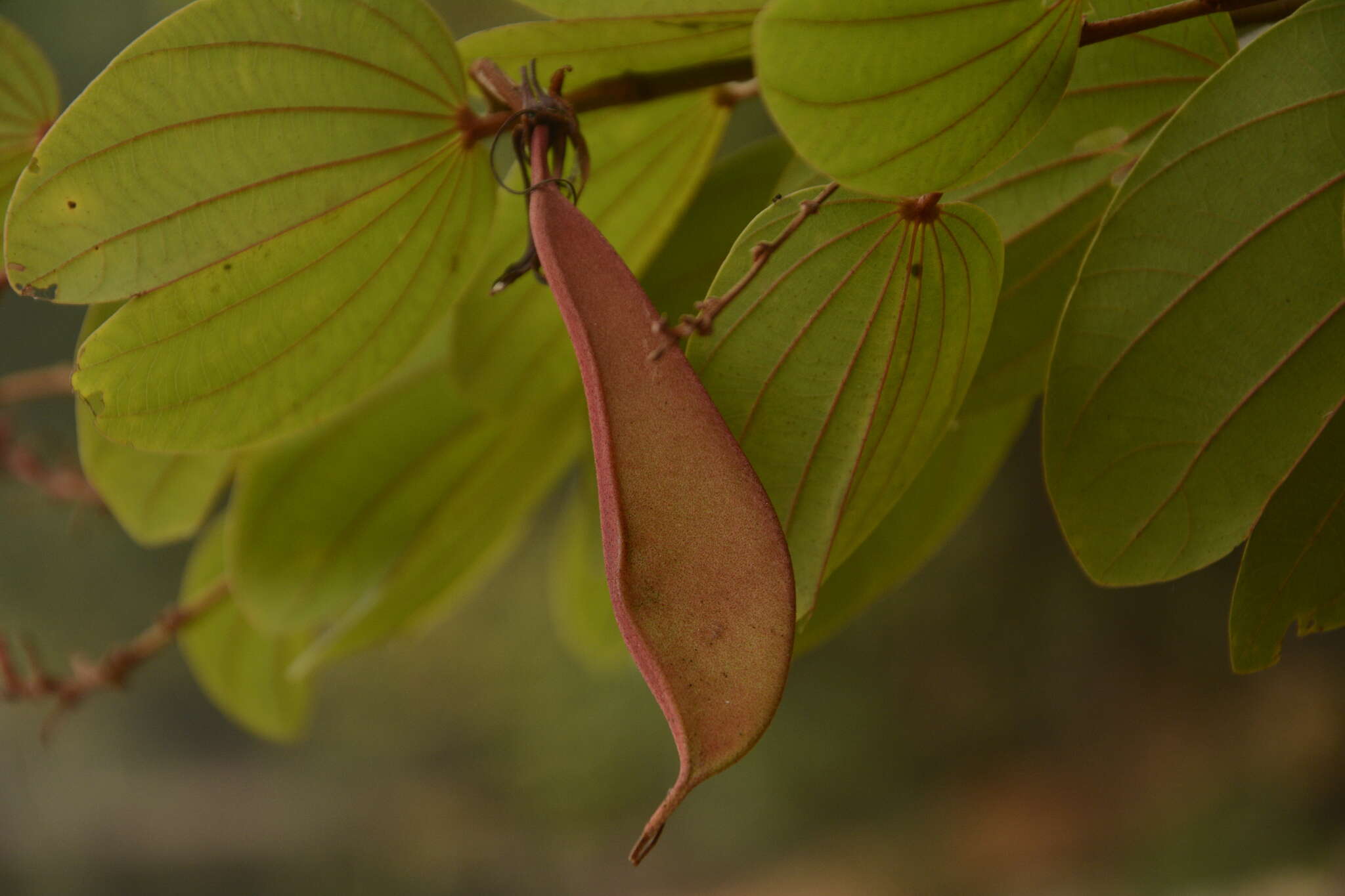 Image of Bauhinia phoenicea Wight & Arn.