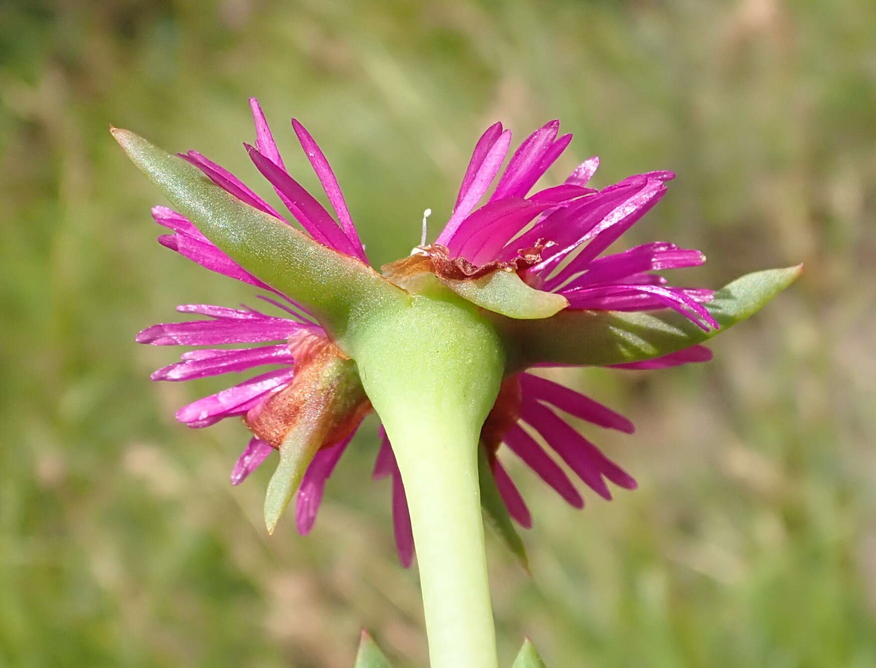 Imagem de Ruschia duthiae (L. Bol.) Schwant. apud Jacobsen