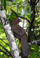 Image of Little Chachalaca