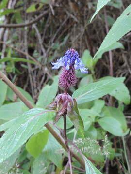 Image of <i>Coleus livingstonei</i>