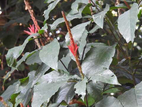 Image de Aphelandra scabra (Vahl) Sm.