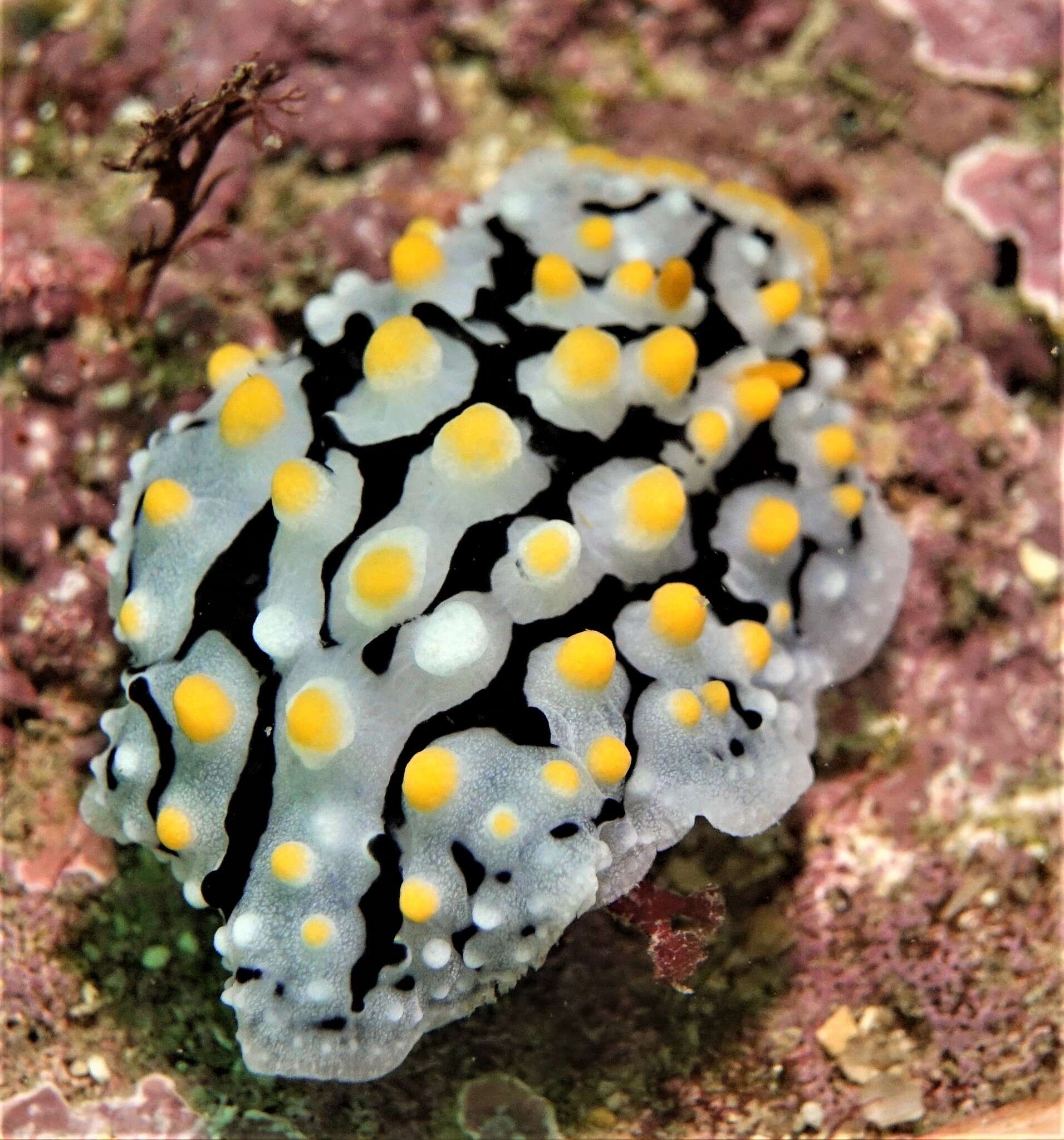 Image of Phyllidia exquisita Brunckhorst 1993