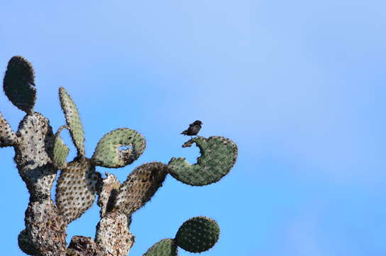 Image of Small Ground Finch