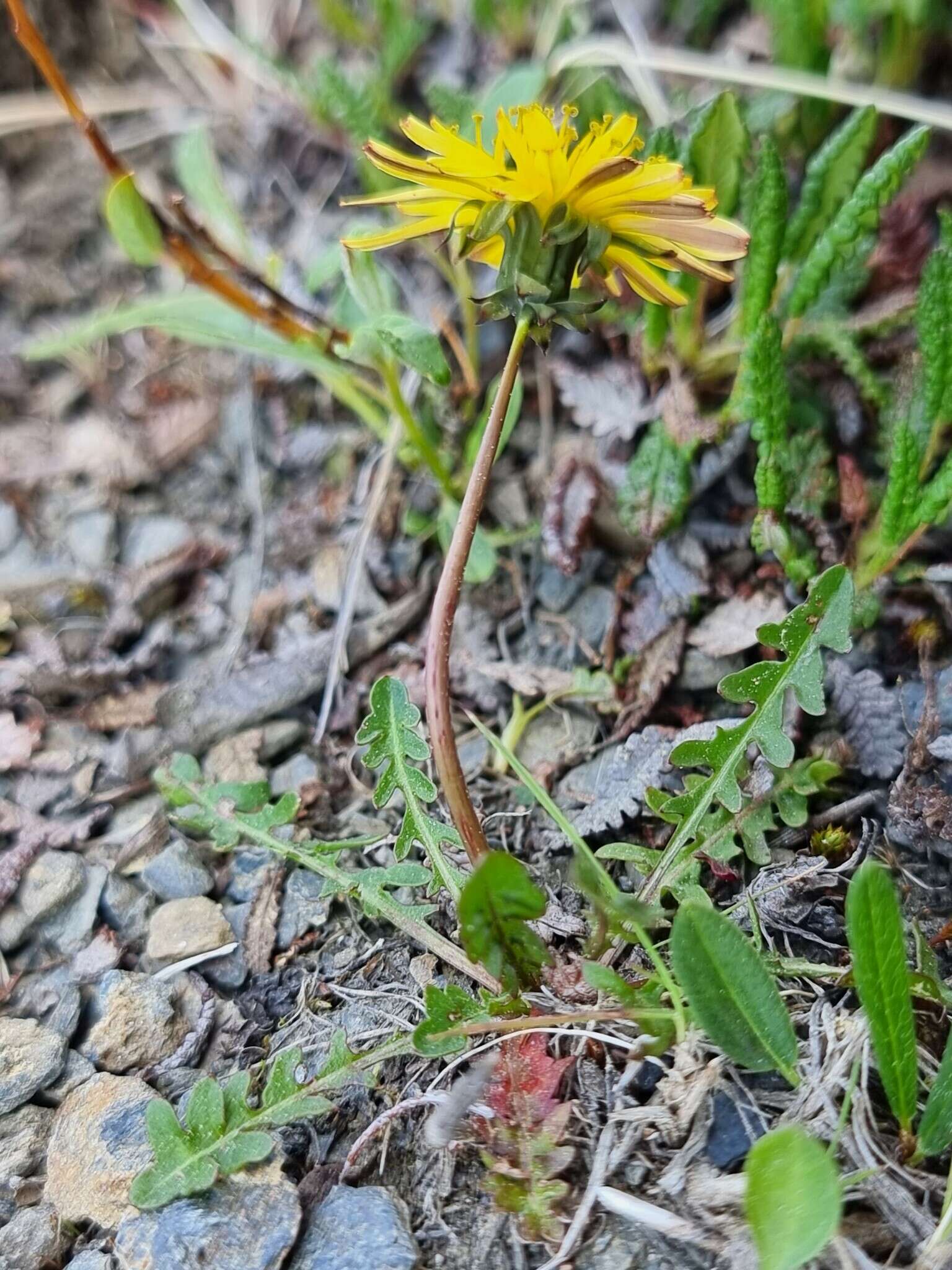 Image of harp dandelion